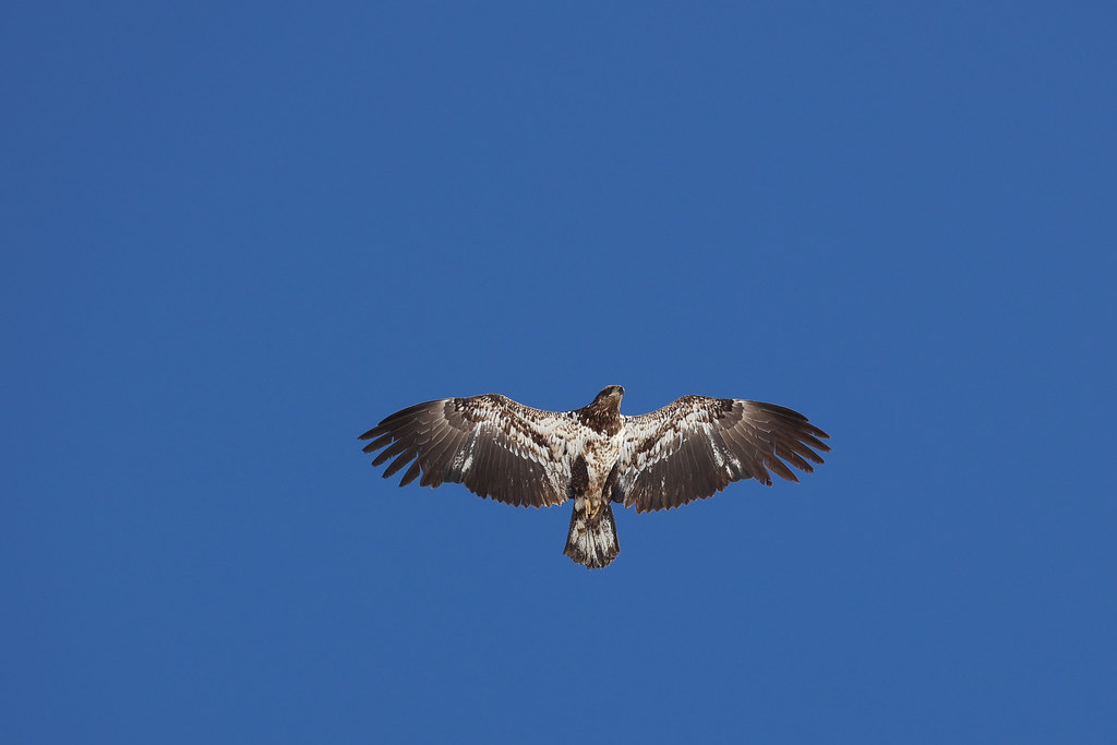 Juvenile bald eagle in flight2