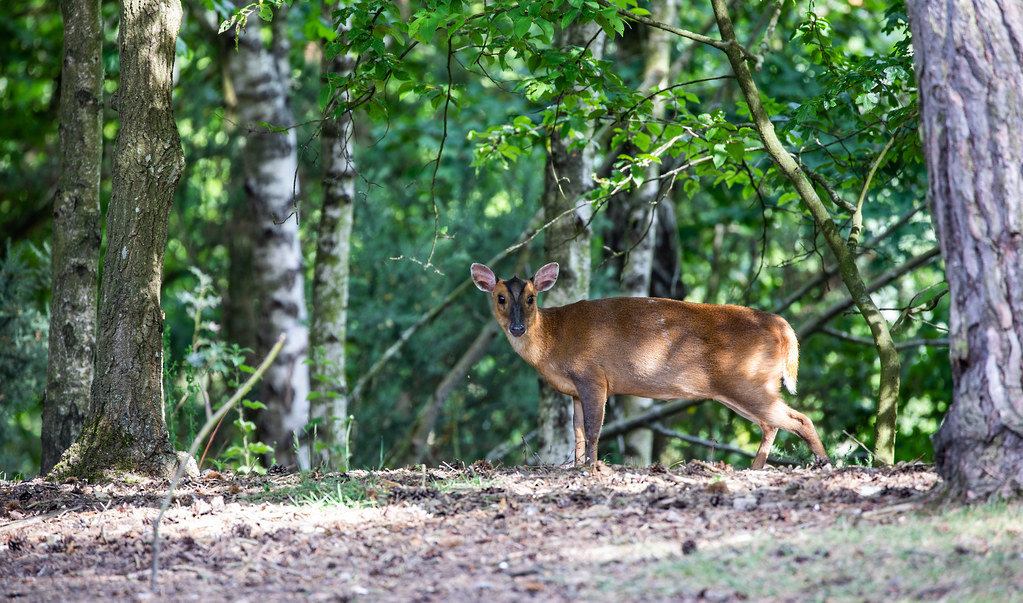 Muntjac Deer in Elveden Forest
