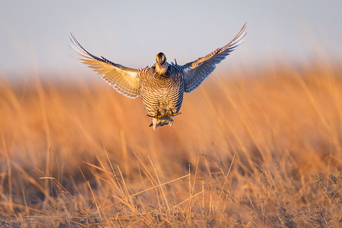 Prairie Chicken Mating Dance 5 by jeff_a_goldberg, sunrise greaterprairiechicken bif dustytrails nature bird grouse wildlife tympanuchuscupido lek bird