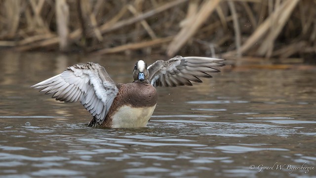 American Wigeon - Wing Exercises
