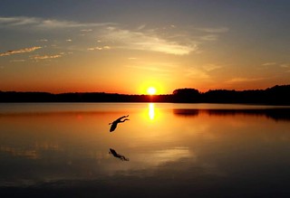 Heron into the sunset
