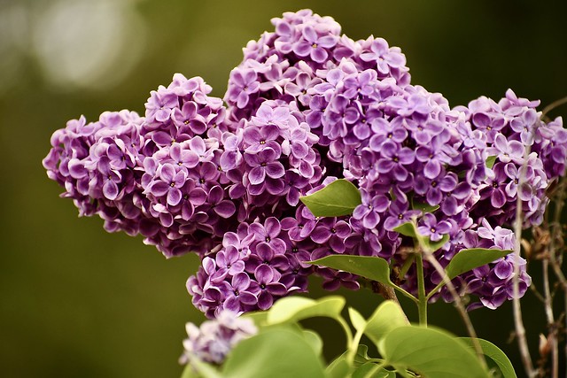 Lilacs are May in essence