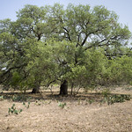Live oaks with prickly pears, Pleasanton, Texas 