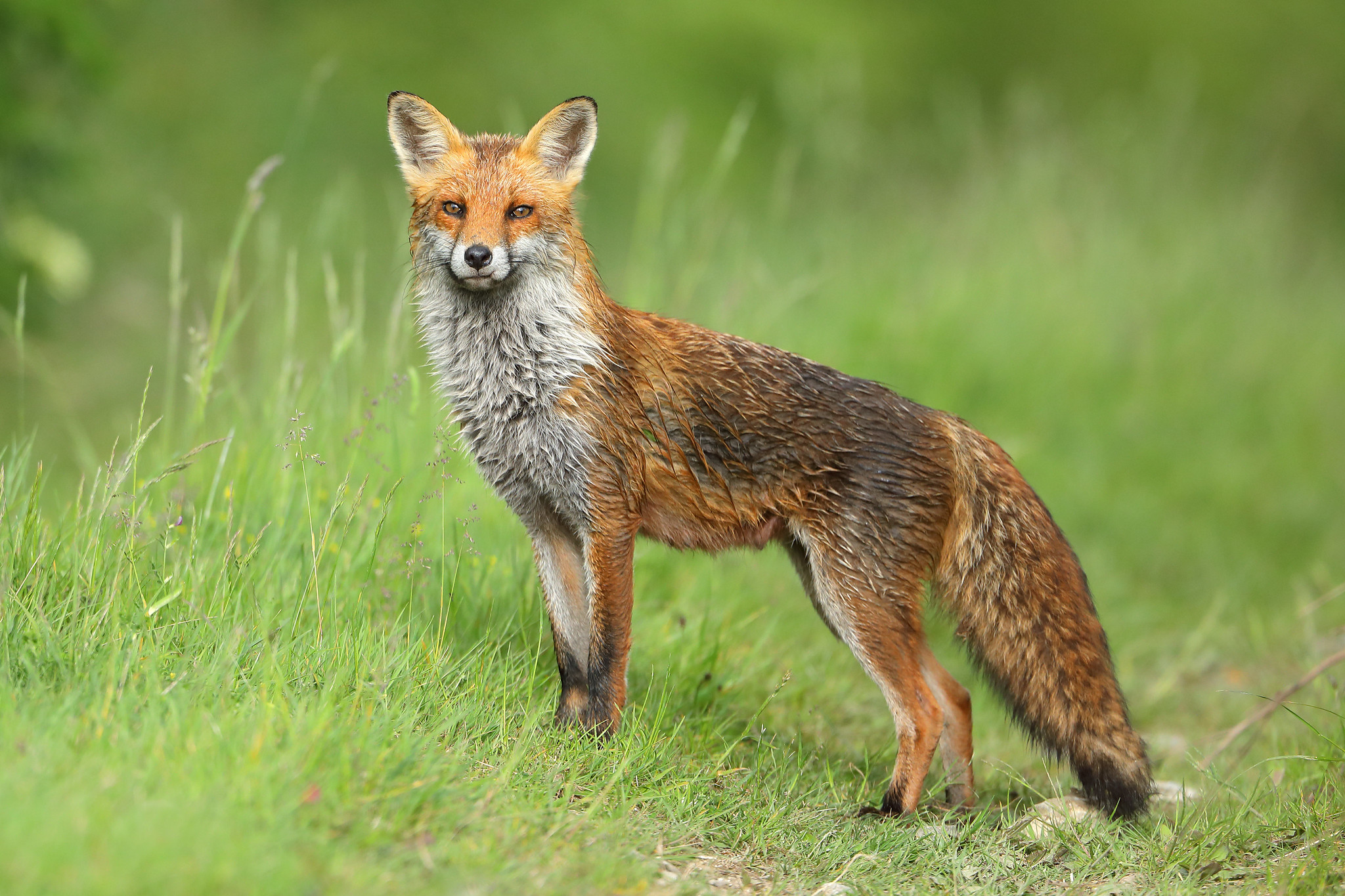 Red Fox (Vixen)
