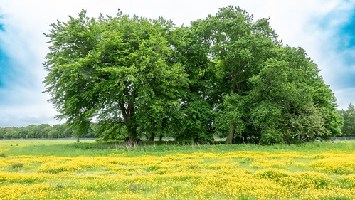 garden royalhorticulturalsociety landscape tree buttercup victoriameadow meadow rhsbridgewater worsley field flickrfriday delight