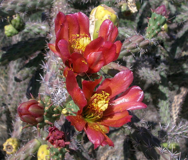 Cholla Cactus blossoms are sparse again this year as the local habitat continues its slow recovery from the severe drought of 2020.