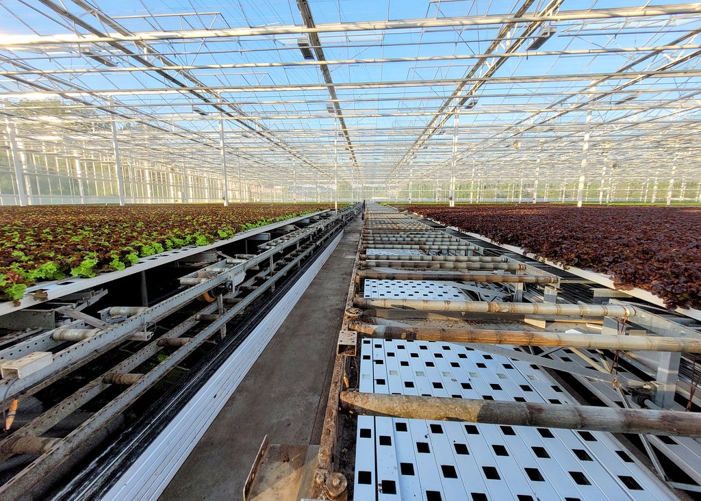 Besuch Forster Salatgarten AG Mai 2022