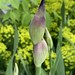 first iris bud