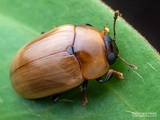 Pleasing fungus beetle (Erotylinae) - P2279521