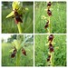 Fly Orchid.