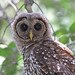 Flickr photo 'Barred Owl (Strix varia)' by: Mary Keim.