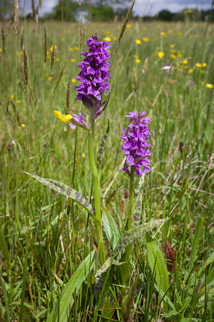 Brede orchis
