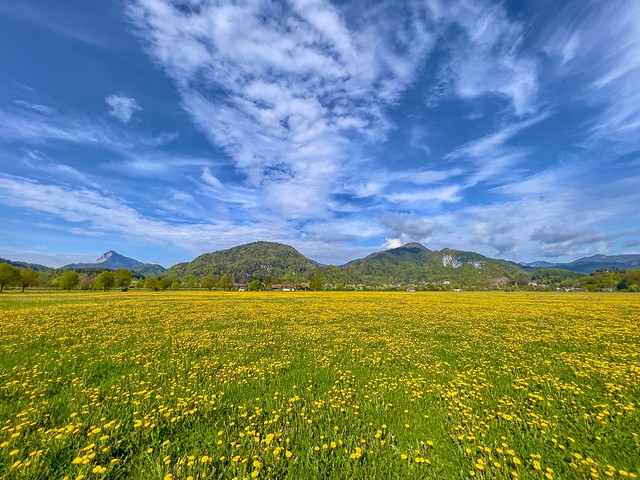 Spring meadow full of yellow flowers between Oberaudorf and Kiefersfelden in Bavaria, Germany