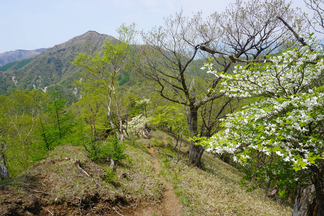 【日光】半月山～社山　シロヤシオとミツバツツジ咲く5月の登山