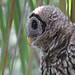 Flickr photo 'Barred Owl (Strix varia)' by: Mary Keim.