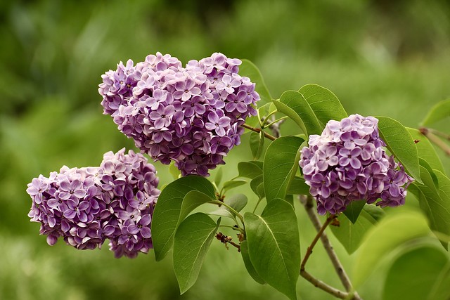 “With its versatile form and lovely heart-shaped leaves, the lilac is an exceptional companion to a wide range of flowering trees and shrubs.”