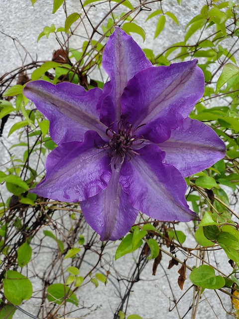Clematis After a Shower