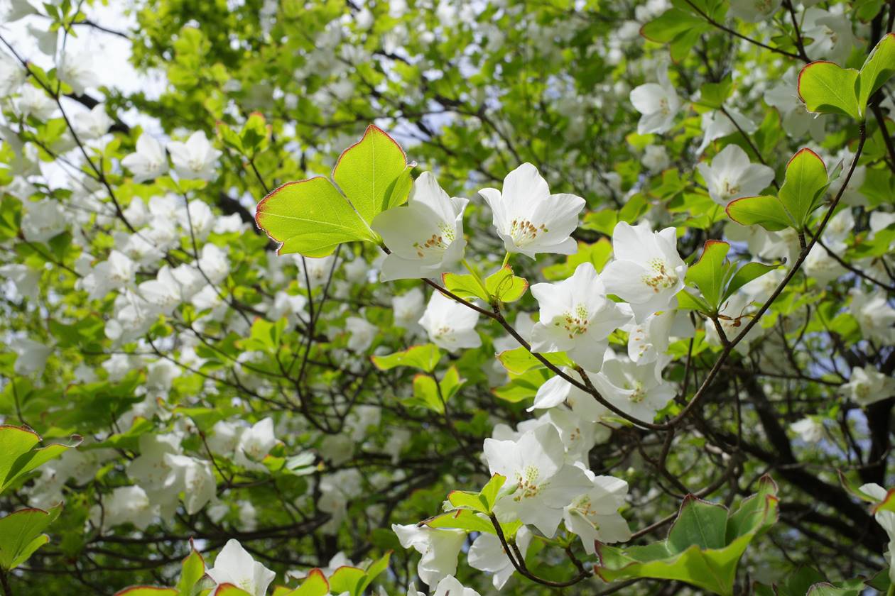 【奥多摩】天目山～蕎麦粒山～川苔山　シロヤシオ咲く5月の登山