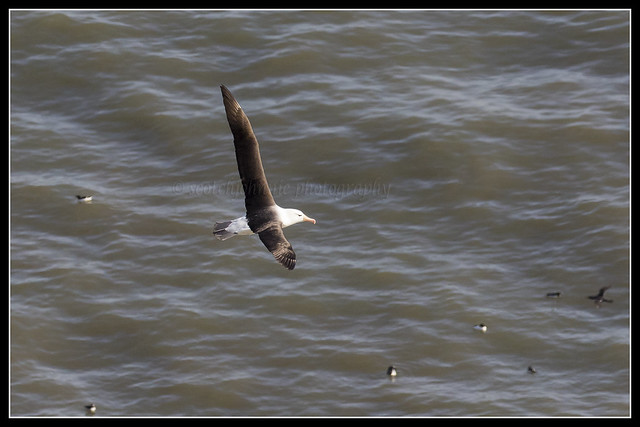 IMG_0055 Black-browed Albatross