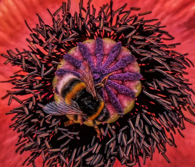 Bumblebee in a Giant Poppy