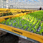 Besuch Forster Salatgarten AG Mai 2022