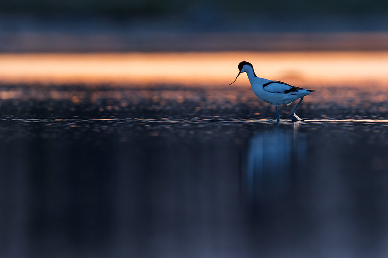 Recurvirostra avosetta | Pied Avocet | skärfläcka