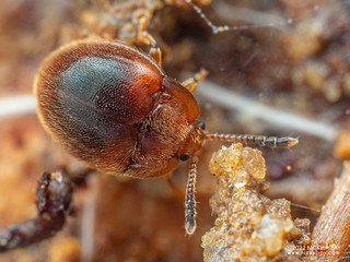 Handsome fungus beetle (Stenotarsus sp.) - P2269096