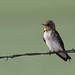 Northern Rough-winged Swallow, Bernalillo co., NM