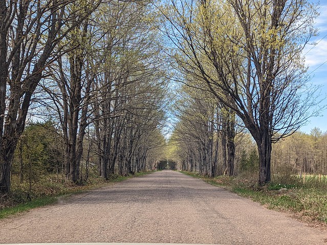 Springtime tunnel of trees