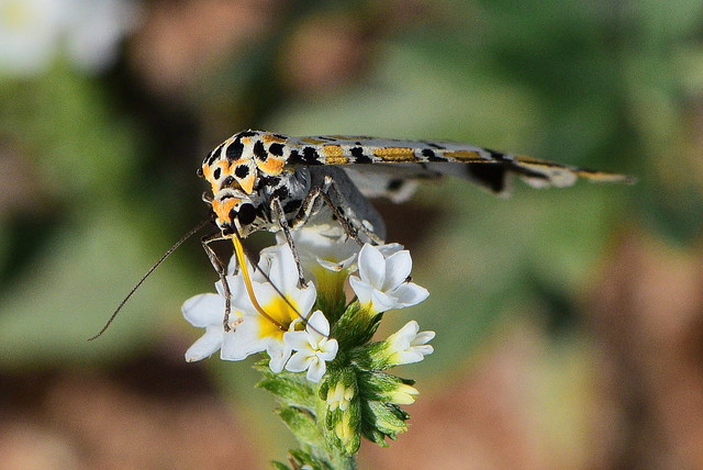 Crimson Speckled Moth (Utetheisa pulchella)