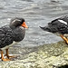Falkland Steamer Duck