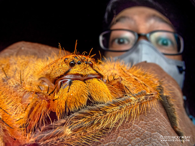 Huntsman spider (Heteropoda davidbowie) - P2279515