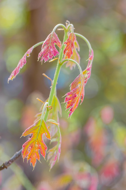 Northern Red Oak Leaves Emerging in Michigan