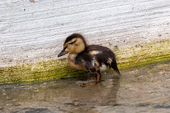 Baby Duck (1)