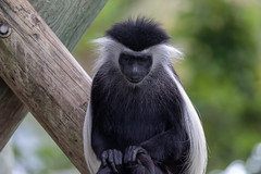 Colubus Monkey