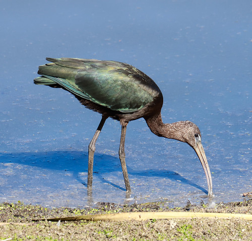 australian australia bird ibis glossy