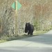 Grizzly bear jogging