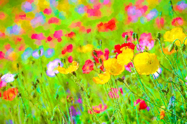 Brilliant Poppy Field Colors