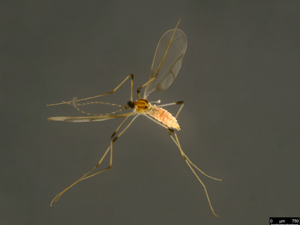 1a - Diptera sp.