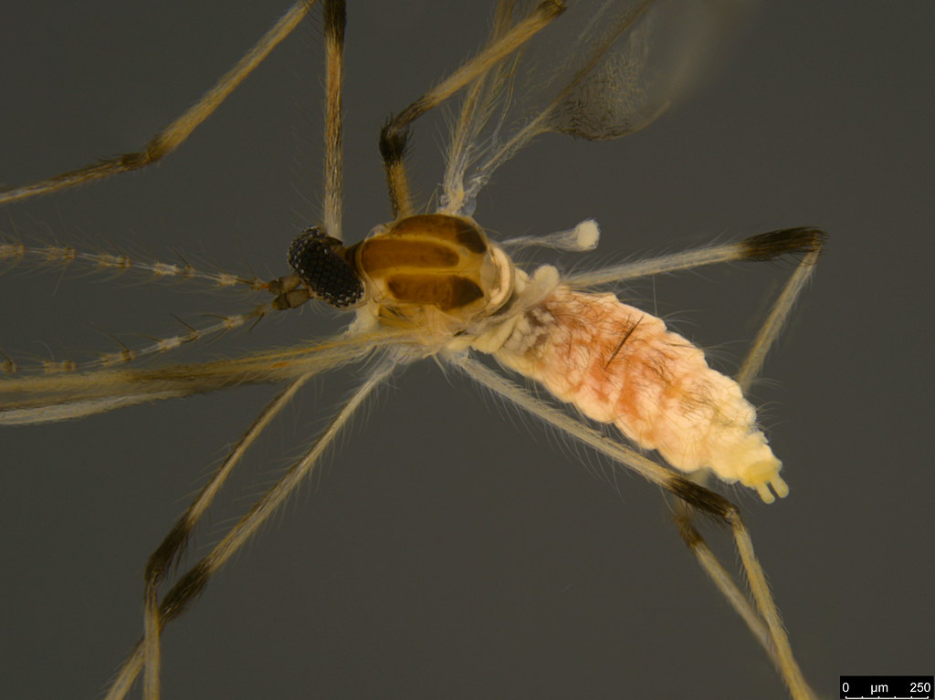 1b - Diptera sp.