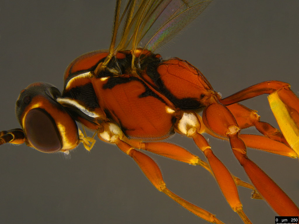 11b - Ichneumonidae sp.