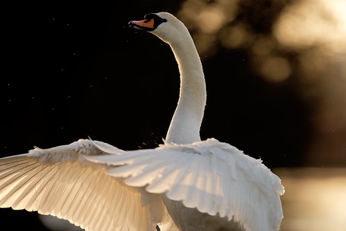 swan bird wildlife photography norfolk jonathan casey nikon d850 400mm f28