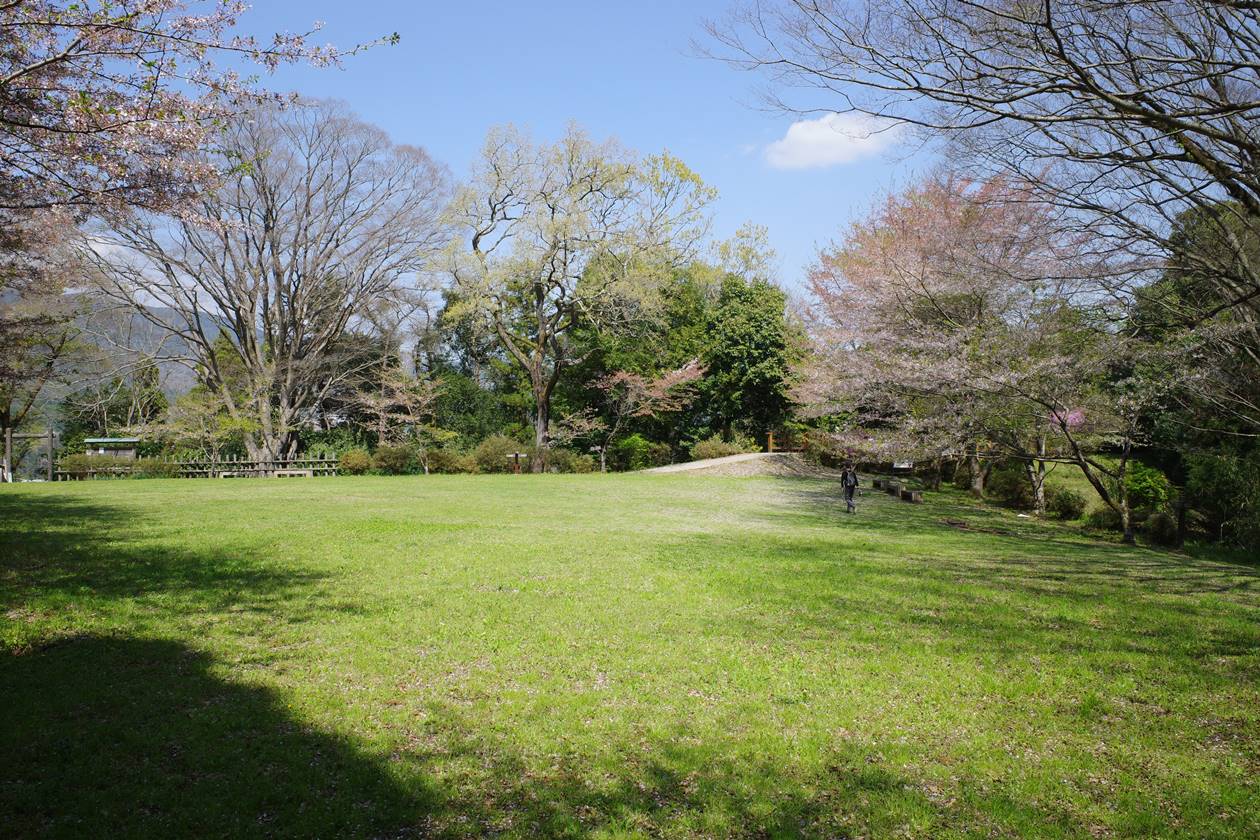 【丹沢】大野山 桜とミツマタ咲く春の登山 河村城跡