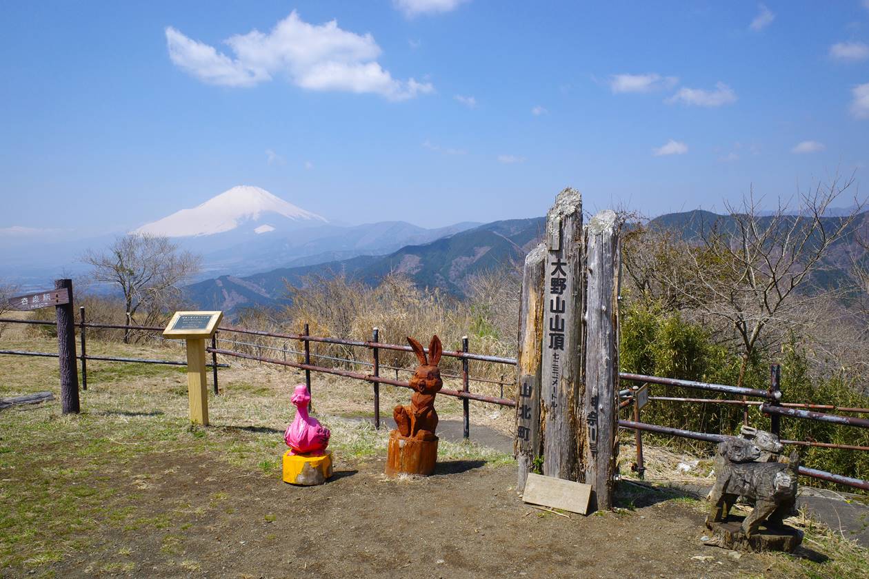 【丹沢】大野山 桜とミツマタ咲く春の登山　山頂からの富士山