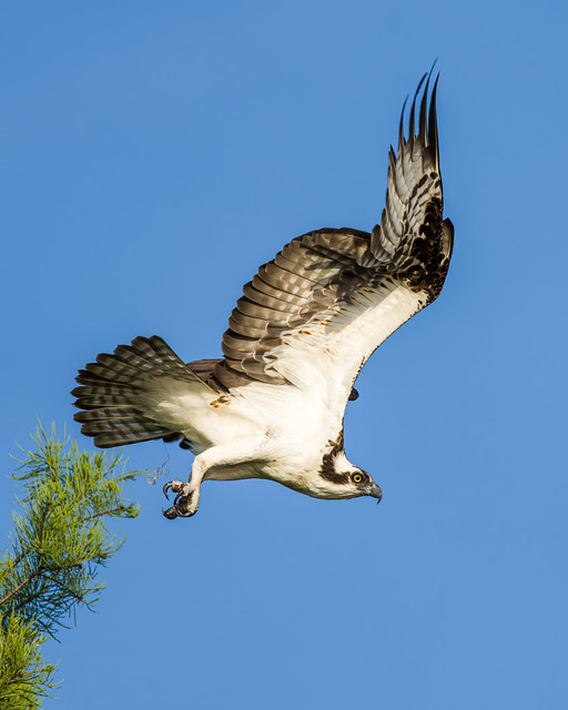 Osprey skimming tree tops