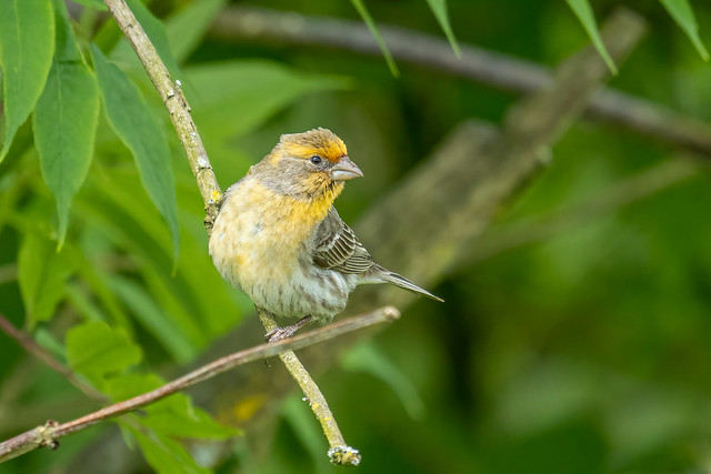 Yellow phase House Finch