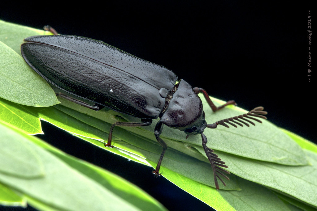 Female Cedar Beetle - Callirhipis sp. | DSC_6189 | Mok Youn Fai | Flickr