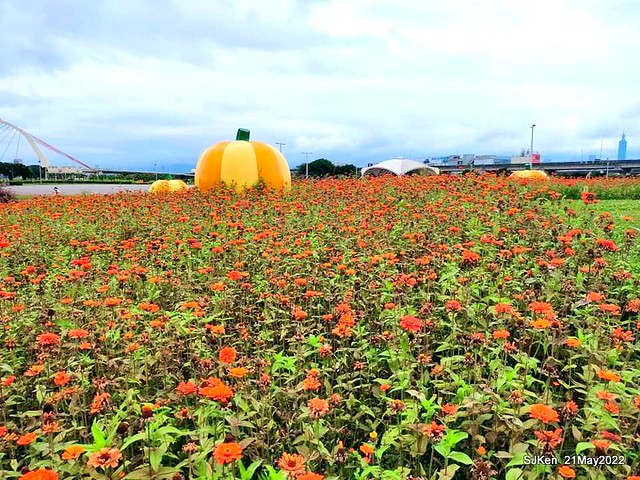 「大佳河濱公園花海」 (Cosmos, African Marigold, sunflower and Pennisetum alopecuroidesat Dajia Riverside Park), Taipei, Taiwan, May 21, 2022.