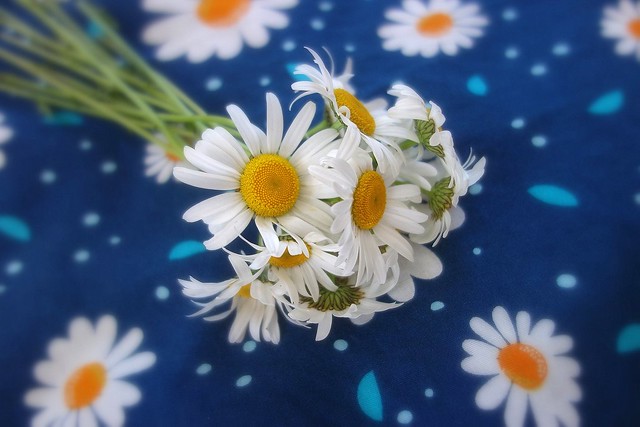 on a flowered tablecloth
