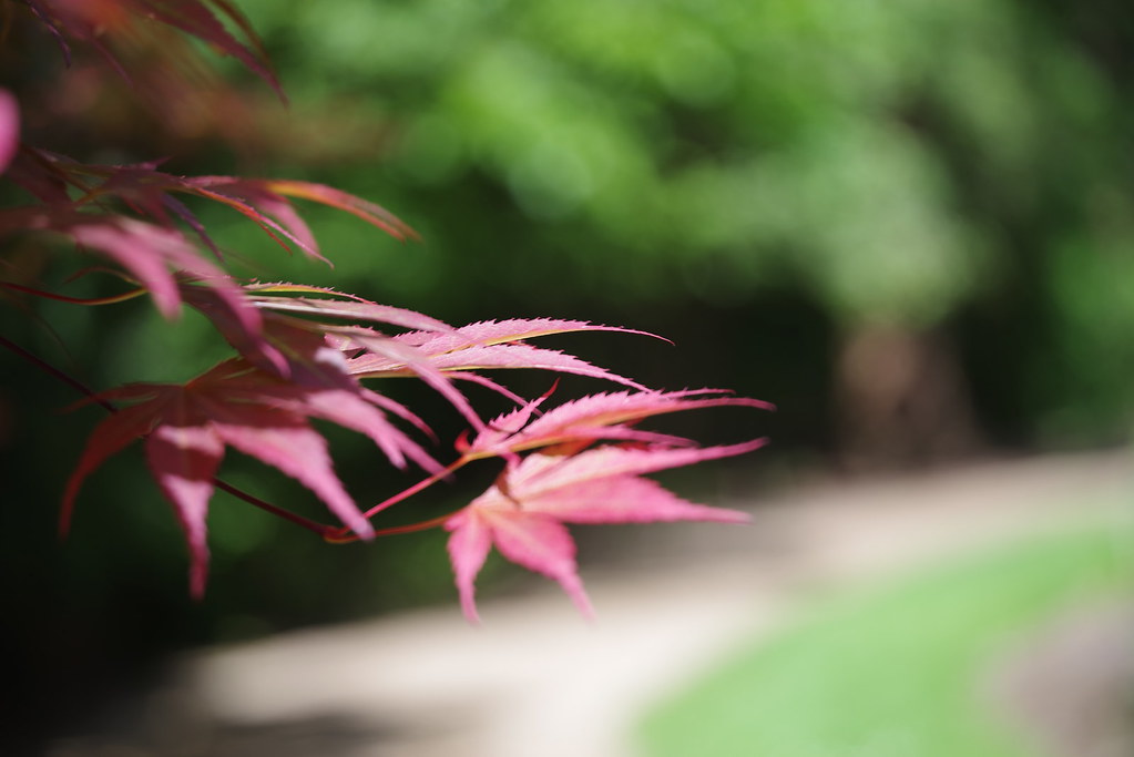 Acer | With an Ultra-Achromatic-Takumar 85mm f4.5. Virtually… | Flickr
